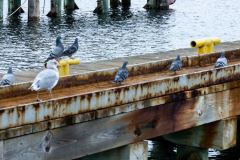 10.14-America-Haul-6991